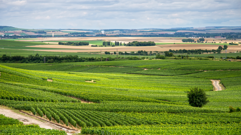 Les meilleurs spots pour faire du VTC - VTT autour de Reims